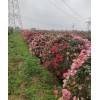 基地供应藤本造型地被大花品种月季庭院景观月季小苗