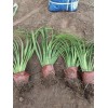 大花萱草宿根花庭院花境丛植易活公园庭院花带花境工程宿根花卉