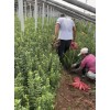 大叶黄杨绿化苗木庭院围墙绿篱工程绿化造型球