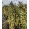 造型月季藤本月季高杆月季品种月季地被月季工程绿化月季