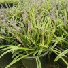 基地直供花境植物观赏草宿根地被花卉市政园林景观工程苗木供货