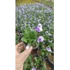 山东青州三色堇角堇冬季草花园林景观工程造景苗木